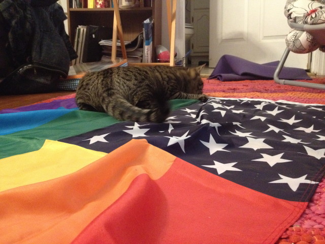 This is a cat on a homonationalist flag. Very scenic.