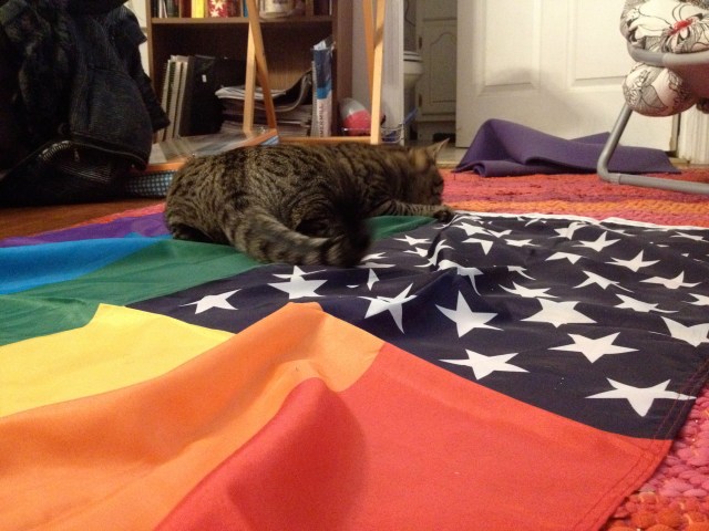 This is a cat on a homonationalist flag. Very scenic.