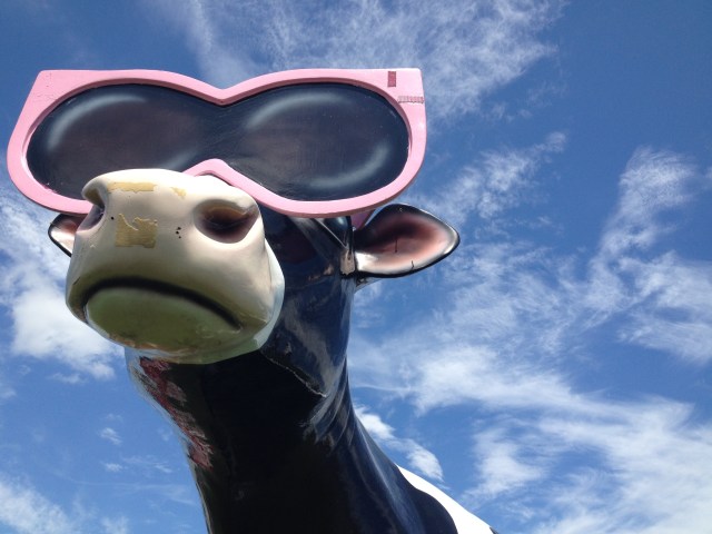 Lady LeWinDa MilkZalot, in summer shades, looks out towards the windfarm over Lowville, NY