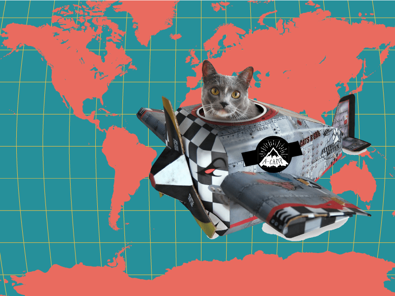 cat-plane-world-map