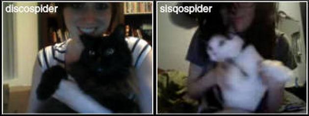 spider