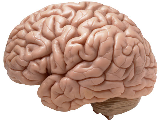 brain1