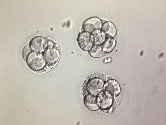 our embryos