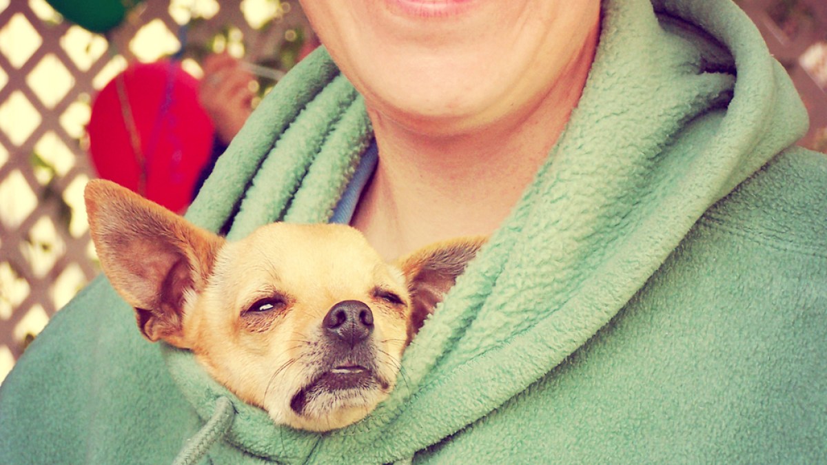 6 Ways to Get Your Crush's Pet to be Obsessed With You Autostraddle