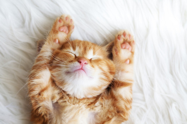 sleepy-kitten-cat