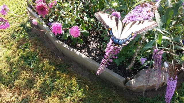 Ander's butterfly garden.  Photo Copyright: Jane MacAlpine