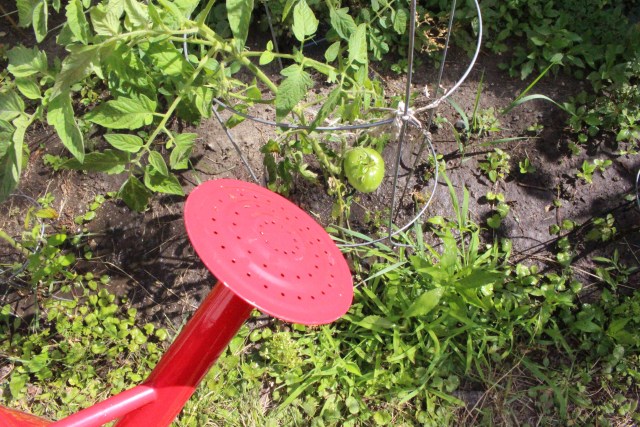 Maybe someday, with enough plant food, this tomato will finally ripen