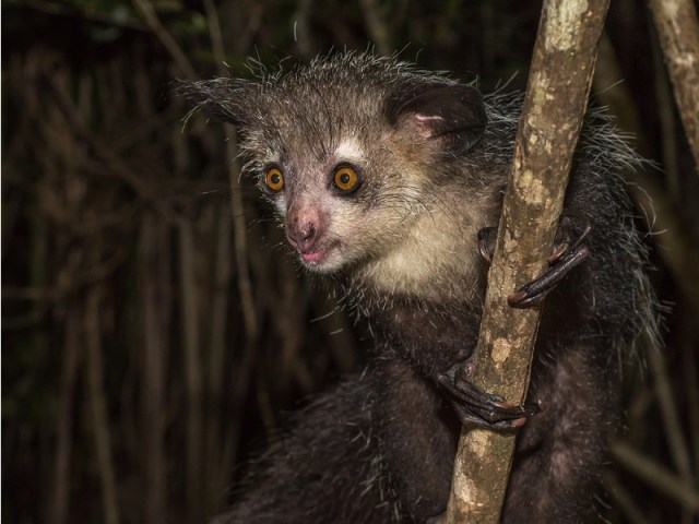 Aye-aye