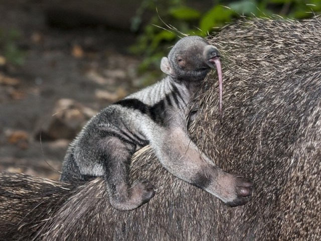 Giant Anteater Baby