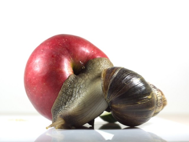 Giant African land snail eating an apple.
