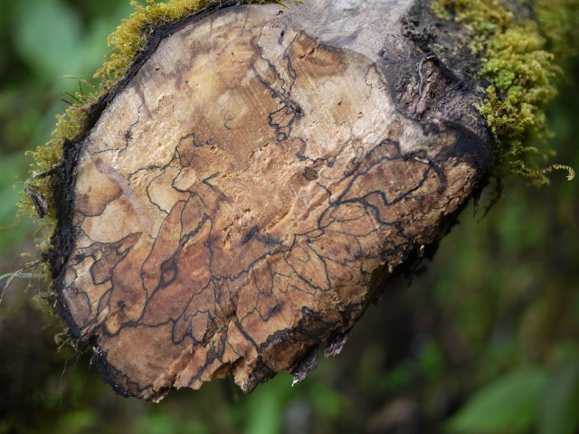 Wonders of the rainforest.