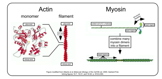 myosin and actin diagram
