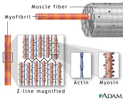 A skeletal muscle has regular, ordered groups of fascicles, muscle fibers, myofibrils, and myofilaments. Epimysium (thick connective tissue) binds groups of fascicles together. A fascicle has muscle fibers; perimysium (connective tissue) envelops the fascicle. Endomysium (connective tissue) surrounds the muscle fibers.   A muscle fiber divides into even smaller parts. Within each fiber are strands of myofibrils. These long cylindrical structures appear striped due to strands of tiny myofilaments. Myofilaments have two types of protein: actin (thin myofilaments) and myosin (thick myofilaments). Via Penn Medicine. 
