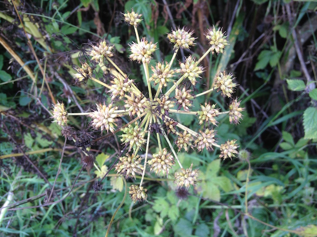 angelica_seedhead