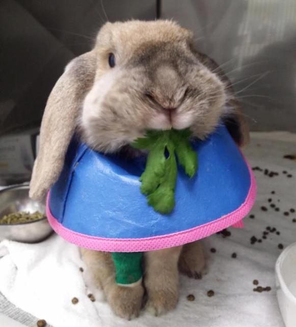 Aphrodite getting treated at the vet, modeling her soft collar, and munching on cilantro.