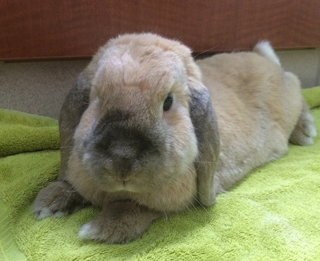 Aphrodite at the vet the second time around.