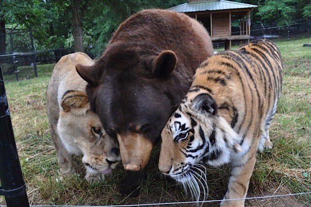 These three cuties are real-life best friends at an animal shelter in Georgia. (Photo: Noah's Ark)