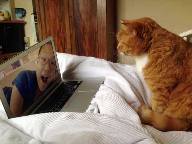 Sometimes it is acceptable to have your cat skype your partner.