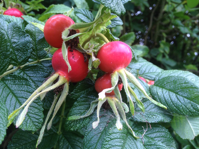 rosehips