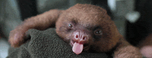 sloth yawn gif