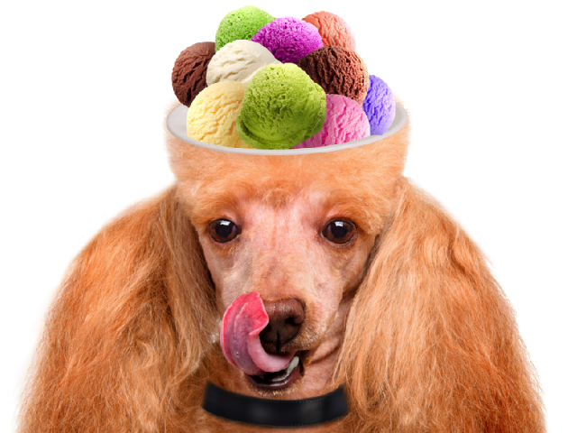 dog with ice cream for a brain