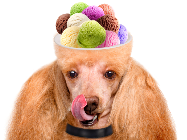 dog with ice cream for a brain