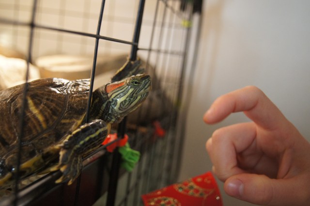 Is this turtle love or does she just want to eat my finger?