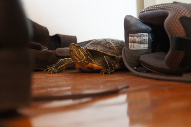 Also be aware of all the surfaces the turtle hangs out on. We try to avoid cuddling with our shoes, anyway, so they're pretty much G's domain.