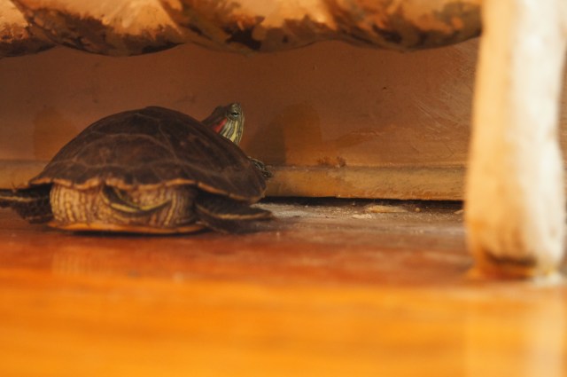 Galapagos being reluctantly photogenic from beneath the radiator.