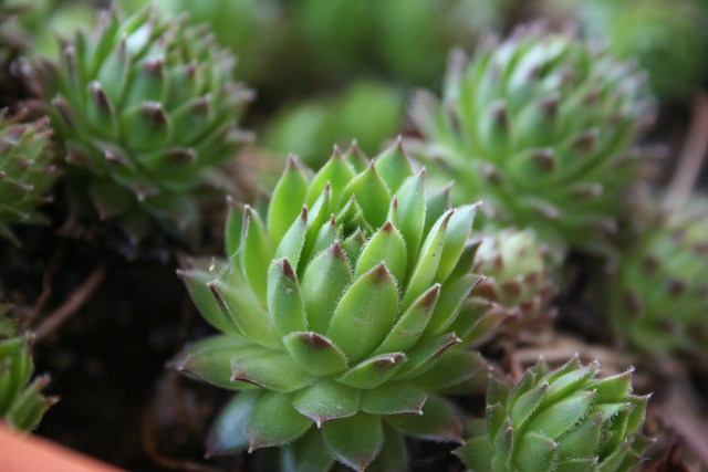 Hen_&_Chicks_(succulent_plant)