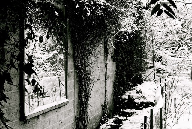 garden todmorden feb 2013