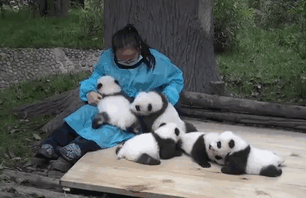 панда обнимается с человеком 1