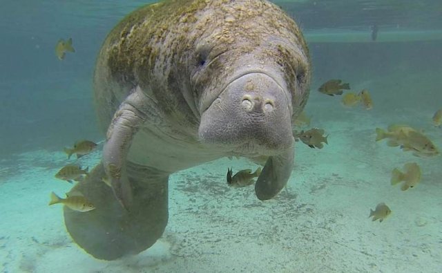 west-indian-manatee-CC-S_Whitcraft-USFWS-850px