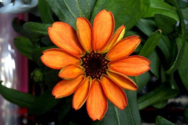 zinnia in space