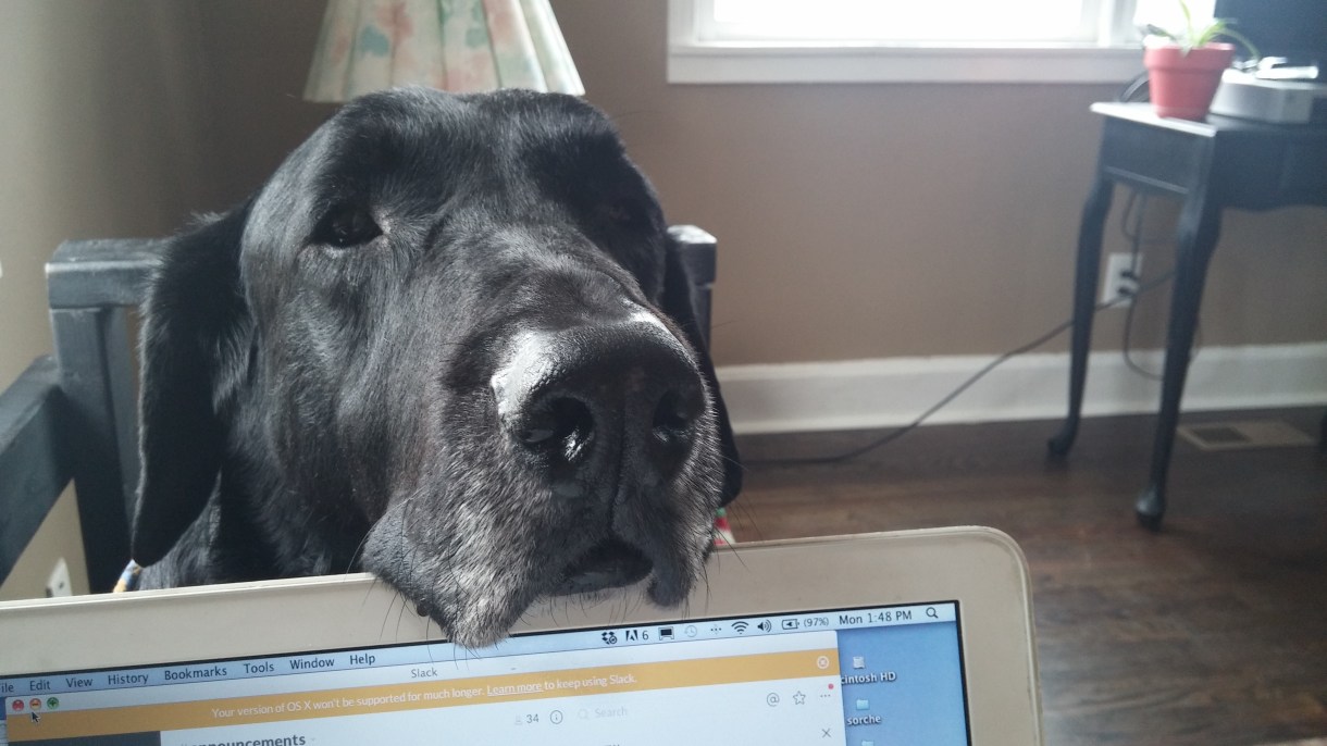 This is Erin's dog supervising Slack for you