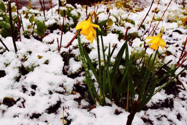 Daffodils in the snow in Manchester