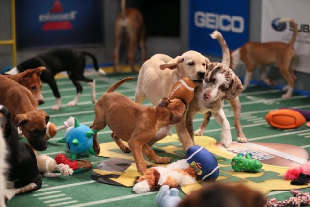 puppybowl