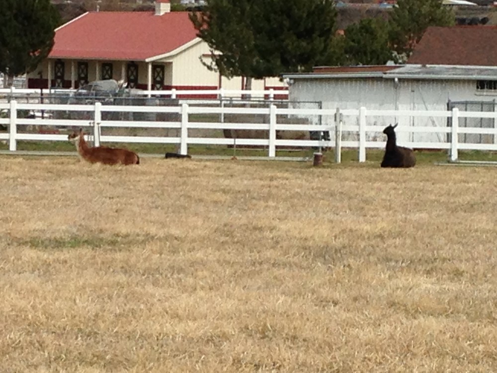 I took this picture of two llamas lying down when I was out knocking on doors asking Democrats to come caucus for Hillary. There are a lot of farms in lots of parts of the town where I live and sometimes you luck out and run into a llama farm like this one.