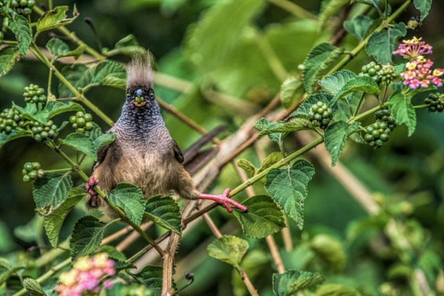 This shot of a sassy looking mousebird is by Nancy Gaudino, and now you know there's such a thing as MOUSEBIRDS.