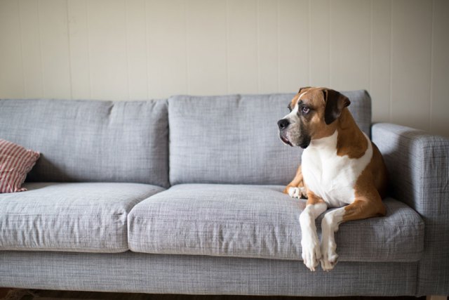 Dog_couch