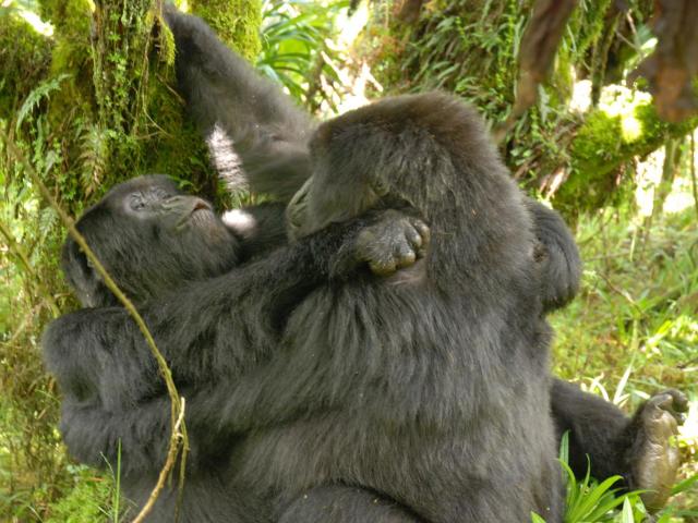 The first ever photo of gorillas having lesbian sex, don't say I never gave you nothin'. Photo by Ceryl Grueter.