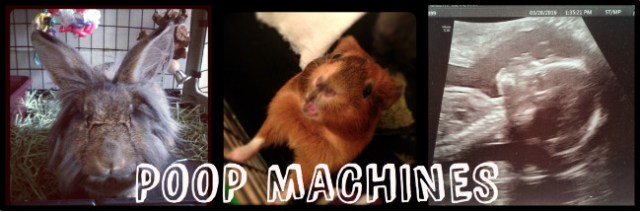 poopmachines