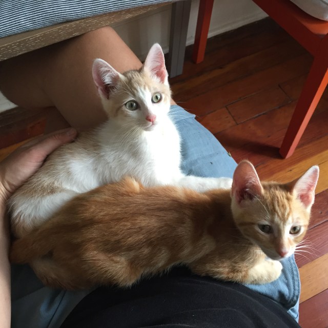 Image of the author's kittens on their lap