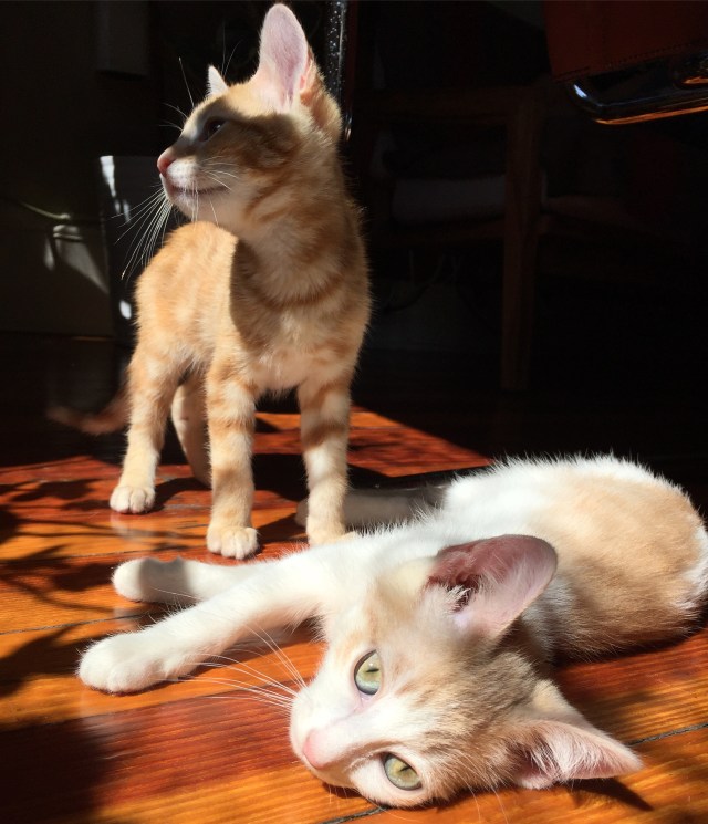 The author's new kittens