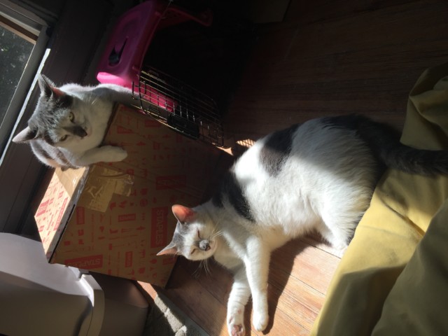 My cats "helping" me move