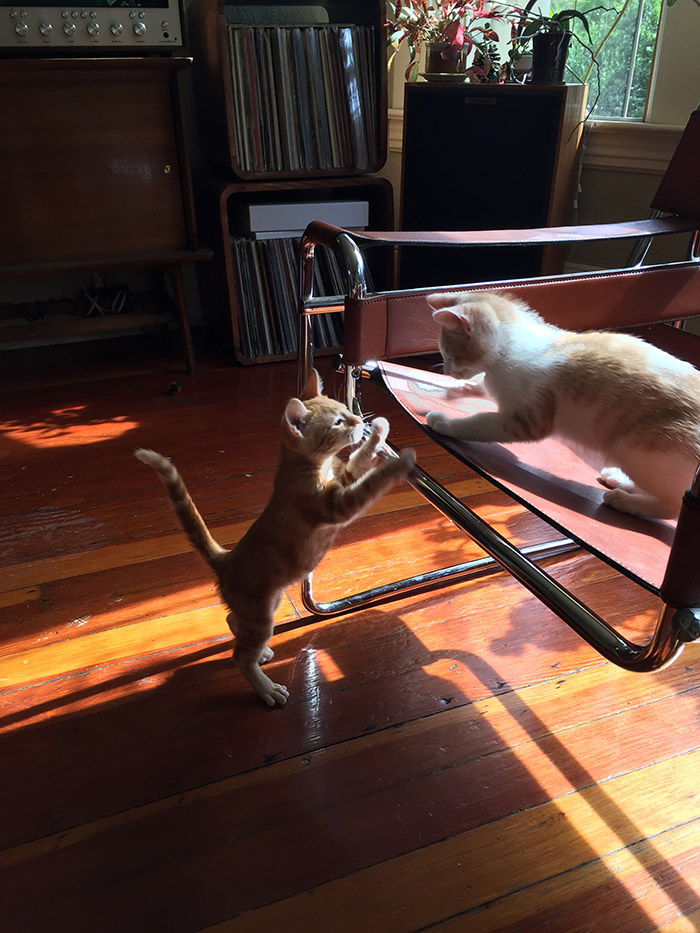 image of the author's cats playing