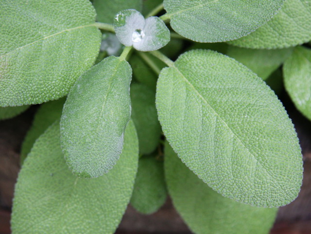 Sage leaves