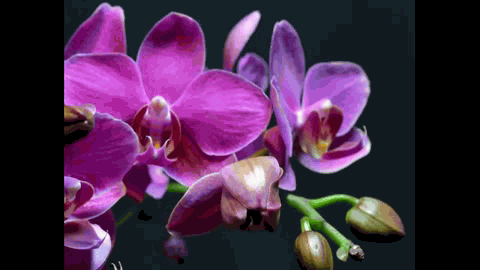 Pink orchids blooming. Via Blooming Flowers Time-lapse.