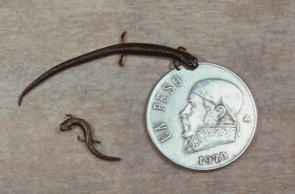 smallest-salamander-01-adapt-590-1