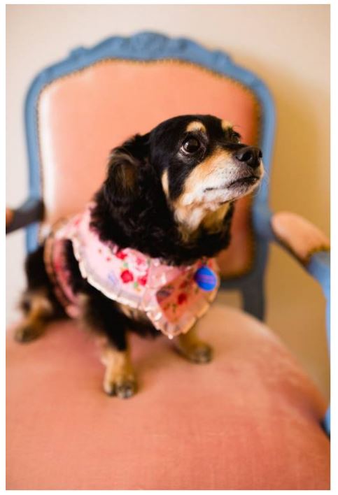 Adorable dog in chair